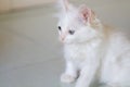 Adorable white kitten are sitting and looking at something Royalty Free Stock Photo