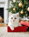 Adorable white kitten sitting in a red gift box in front of a decorated Christmas tree. Royalty Free Stock Photo
