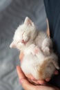 Adorable white kitten sleeping peacefully in hands. National Cat Lady Day Royalty Free Stock Photo