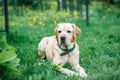 Adorable white labrador retriever lies on the grass Royalty Free Stock Photo