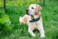 Adorable white labrador retriever lies on the grass Royalty Free Stock Photo