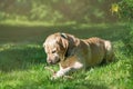 Adorable white labrador retriever lies on the grass Royalty Free Stock Photo