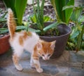 adorable white and orange kitten