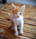 adorable white and orange kitten