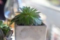 Adorable white plotted green plant