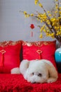 Adorable white poodle dog with hanging pendant (word mean blessing) Royalty Free Stock Photo