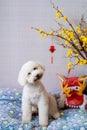 Adorable white poodle dog sitting on his bed with chinese new year dragon dress Royalty Free Stock Photo