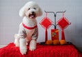 Adorable white poodle dog wearing chinese new year cloth with hanging pendant Royalty Free Stock Photo