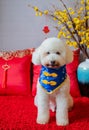 Adorable white poodle dog wearing chinese new year collar with hanging pendant Royalty Free Stock Photo