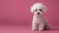 Adorable White Poodle Puppy Sitting on a Pink Background Seeking Attention and Love Royalty Free Stock Photo