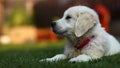 Adorable white puppy sitting sideways on grass