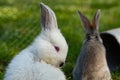 Adorable white rabbit cleaning itself