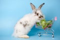 Adorable white rabbit with shopping cart and vegetables isolated on blue background. Rabbit standing and hold the shopping cart. Royalty Free Stock Photo