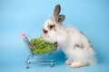 Adorable white rabbit with shopping cart and vegetables isolated on blue background. Rabbit standing and hold the shopping cart. Royalty Free Stock Photo