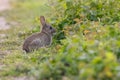 Adorable white rabbit stands in a field of lush green grass, its big floppy ears