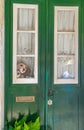 An adorable white stuffed dog with red spots looking through the glass of a green wooden door of a typical Lisbon house, waving