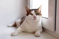 Adorable white tabby cat with green eyes is sitting near to the window and looking into the camera. Royalty Free Stock Photo