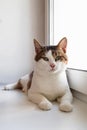 Adorable white tabby cat with green eyes is sitting near to the window and looking into the camera. Royalty Free Stock Photo