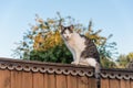 Adorable cat sits on vintage wooden fence at summer sunset Royalty Free Stock Photo