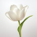 adorable white tulip on plain white background generative AI