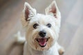 Adorable White West Highland Terrier Dog with Expressive Eyes and Perky Ears Smiling at the Camera Perfect Capture of Pet