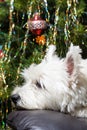 Adorable White West Highland Terrier Dog Resting Her Head On Armchair With Christmas Tree In Background.