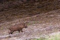 Adorable wild boar walking up a grassy hill