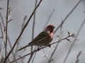Red-headed finch on a bare branch