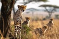 Adorable wildlife cheetah family, mother with cheetah cub in savanna grassland. generative ai Royalty Free Stock Photo