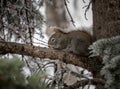 Wild Canadian squirrel huddled against tree.
