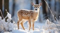 Adorable Winter Wildlife in a Snowy Haven