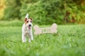 Adorable happy fox terrier dog at the park 2018 new year greetin Royalty Free Stock Photo