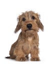 Wirehair Kanninchen Dachshund pup on white