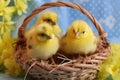 Adorable yellow chicks sitting in a cozy basket created with Generative AI technology Royalty Free Stock Photo