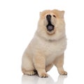 Adorable yellow chow chow sitting with mouth open