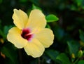 Adorable yellow hibiscu flower up close. Royalty Free Stock Photo