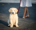 Adorable yellow lab puppy on beach Royalty Free Stock Photo