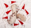 Adorable yellow labrador puppies sleeping among small christmas Royalty Free Stock Photo