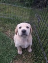 Adorable Yellow Labrador Puppy sitting in the grass