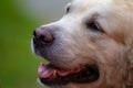 Adorable yellow labrador retriever head, open mouth, pet on a walk in the park, smiling dog face portrait close up