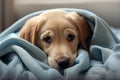 Adorable Yellow Retriever Puppy Cuddles Under a Blanket - Guaranteed to Melt Your Heart!