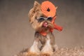 Adorable yorkie dog with cool accessories licking nose while looking away Royalty Free Stock Photo