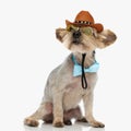 adorable yorkie dog wearing cowboy hat, sunglasses and bowtie Royalty Free Stock Photo