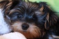 Adorable yorkie puppy