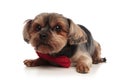 Adorable yorkie wearing a bowtie and laying down on white background