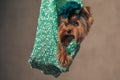 Adorable yorkshire terrier dog in the air in a green sack looking to side