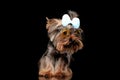 adorable yorkshire terrier dog with bow and sunglasses looking to side