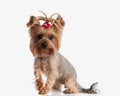 adorable yorkshire terrier dog with red bow ponytail walking