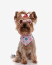 adorable yorkshire terrier dog with red bow and sunglasses sitting