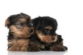 Adorable yorkshire terrier dogs looking to their side Royalty Free Stock Photo